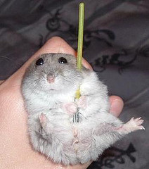 Hamster Jedi.jpg